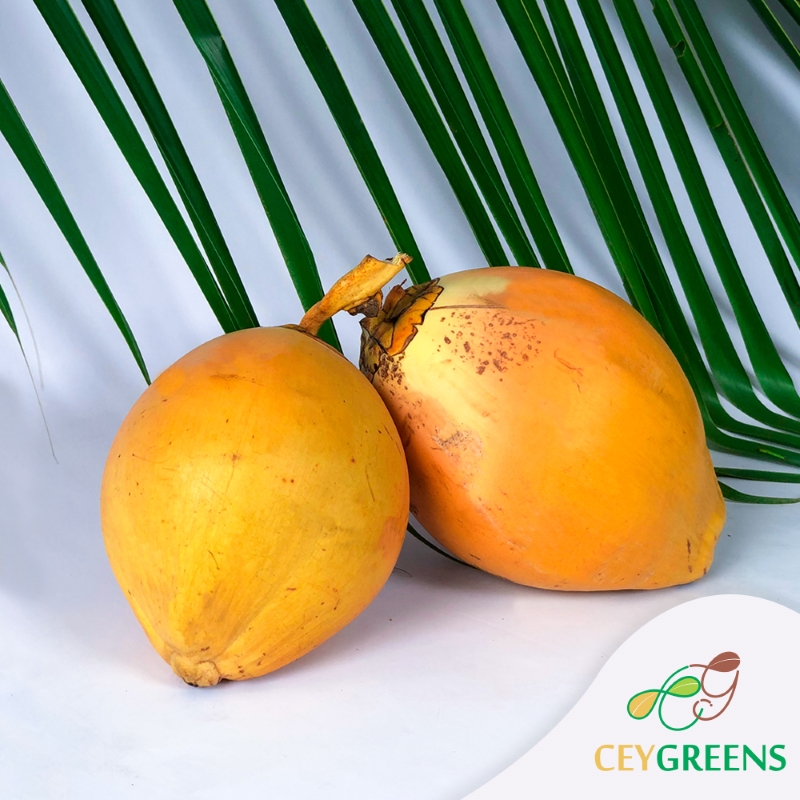 Fresh kingcoconuts from Sri Lanka